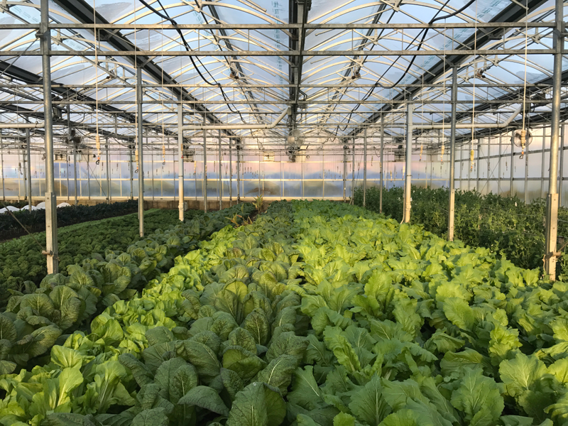 Leafy greens growing in one of Stone Barns Center’s many winter greenhouses. Photo credit: Lucas Isakowitz